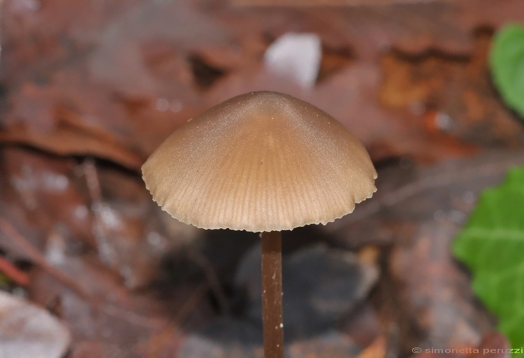 Escursione del tardo autunno nelle colline chiantigiane